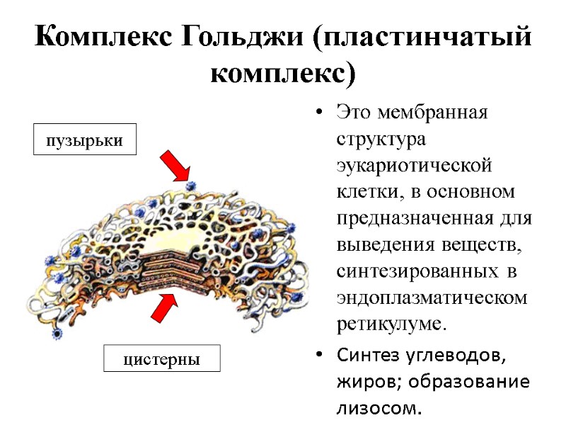 Комплекс Гольджи (пластинчатый комплекс) Это мембранная структура эукариотической клетки, в основном предназначенная для выведения